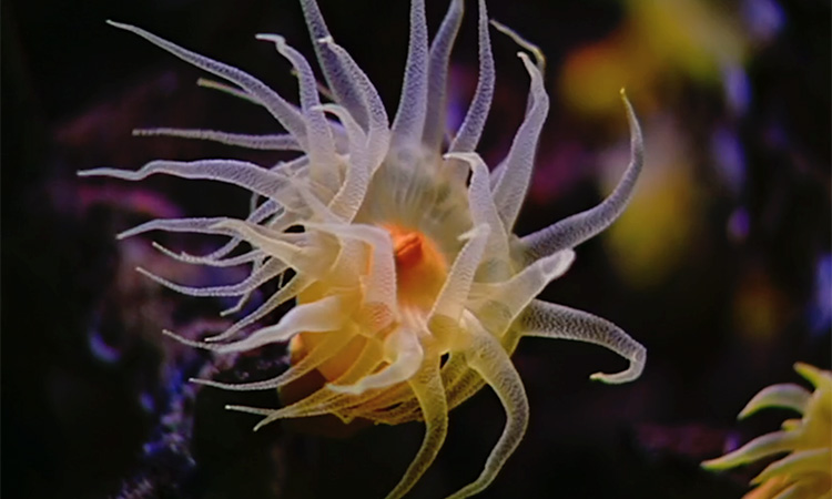 Introduction - De l'organisme à la cellule - 1mn 51s